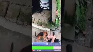 Save daughter from dog attack