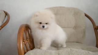 Кремовый щенок померанского шпица шоу класса!Cream puppy Pomeranian show class!