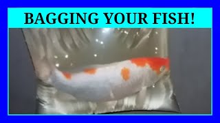 Episode 115 - Using Bags and Buckets to Move Fish! (And a few transporting tips!)