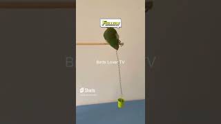 Lovely and Smart Parrot | amazing parrot