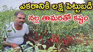 ఎకరాకు లక్ష పెట్టుబడి red mirchi farming @MalleshAdla