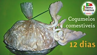 Cogumelos Comestiveis em Casa - Fungi Shiitake