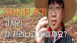 고사리밭 정리 후기 영상입니다 I 고사리밭에 고사리 자라는 모습과 채취