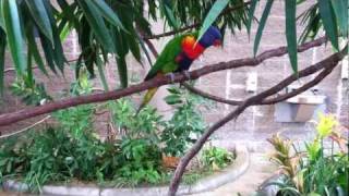 Lorikeet Aviary