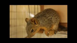 Young Squirrels Eating Nuts for the First Time! - April 2022