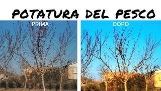 POTATURA DEL PESCO E DELLE DRUPACEE - LE REGOLE BASE