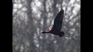 Ein Sichler zwischen Glücksburger und Dübener Heide _ #Vogelbeobachtung Glossy Ibis