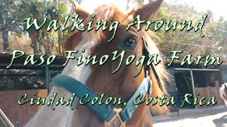 Walking Around Paso Fino Yoga Farm