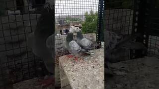 Madrasi kabootar joda #shorts #viralvideos #pigeon #nafeespigeon