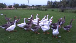 Geese-Oies, 2018 August, Toronto