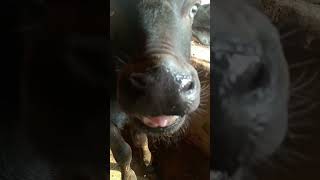 Laughter & Funny animals - Funny cats and dogs - Funny animal videos 2023 #advancefarming