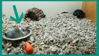 They Wouldn't Let Us Adopt Him! | Gerbil Rescue FAIL