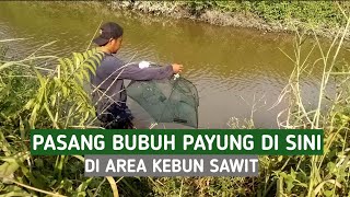 PASANG BUBU PAYUNG DI KEBUN SAWIT SPOT BANYAK UDANG DI SINI || Nets fishing trab