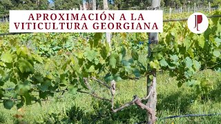 Aproximación a la viticultura georgiana