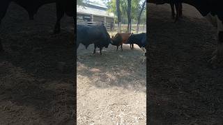 Attack bull | Dangerous Bull fight|Masti of Bulls |Exercise in morning| #dairyanimal #bulls #shorts