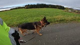 German shepherd on walk. Eros på tur. 10.10.2024. still you tubes most boring video part 2