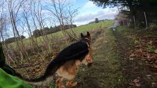 German shepherd on walk. Eros på tur. 01.11.2024. still you tubes most boring video part 2