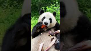 Panda eating carrot, squash and bamboo