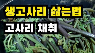 고사리 꺾었어요 생고사리삶는법, 생고사리삶기, 고사리삶는법, 건고사리 보관법, 말린고사리보관법, 고사리 말리는 법, 고사리 삶아서 말리기, 고사리 삶고 말리기