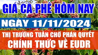 Giá cà phê hôm nay 11/11/2024: thị trường tuần chờ phán quyết chính thức về EUDR