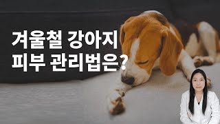 강아지피부건조, 겨울철에는 이렇게 관리하세요!