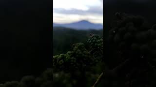 Gunung Gede-Pangrango