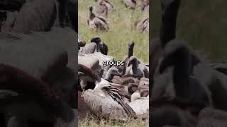 Ultimate scavanger: Vulture #shorts #animal #animalfacts #wildlife #wildcreatures  #wildlifeplanet