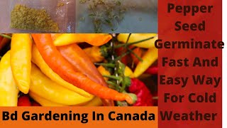 Pepper seed germination using paper towel - fast and easy way for cold weather