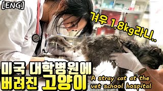 미국 대학 동물병원에 고양이가 버려진다면 어떻게 될까? ㅣ 미국 수의사 Vlog ㅣ 수의사 유기묘 브이로그