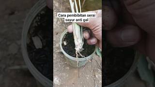 cara pembibitan serai sayur#berkebun #berkebundirumah #pertanian #petualangan