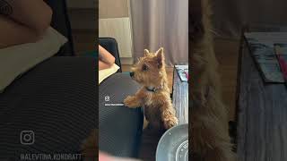 #norwich #puppy #собака #norwichterrier #норвич #funnydogs #pets #норвичтерьер