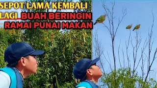 MENJELAJAH SEPOT BUAH MERAH YANG SERING DI MAKAN BURUNG PUNAI‼️sepot lama ini bagus