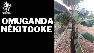 OMUGANDA NÉKITOOKE - EKITOOKE