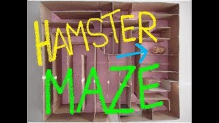 Hamster Maze