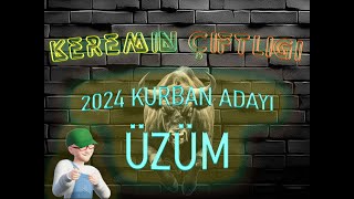 Keremin Çiftliği 2024 Kurbanlık Büyükbaş Üzüm