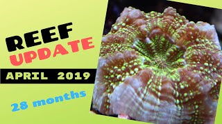 Reef Update: Red Sea Reefer 525 XL (April 2019)