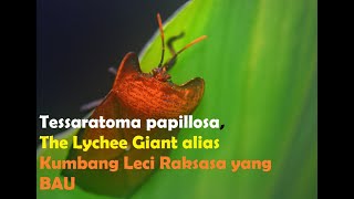 Tessaratoma papillosa, Kumbang Leci Raksasa alias Lychee Giant Bug yang mengeluarkan Bau tidak enak