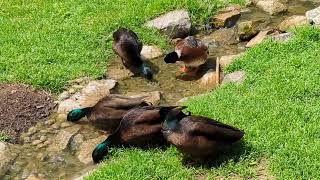 Male Ducks Hanging Out Together