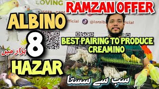 Albino 8 Hazar Mai | Ramzan Deal Offer | Best  pairing | sab se sasta | Creamino produce krwao