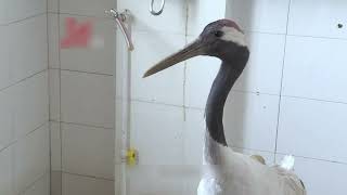 Saving injured sarus crane and giving them a second chance at life | Animal rescue compilation