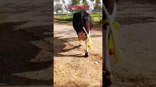 girlando cow for sale |girlando cow farm|girlando cow price in Pakistan|