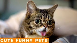 funny cutie animal 😻😻🙀you can't stop laughing.