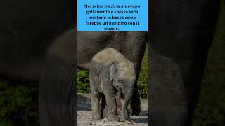 Come imparano i cuccioli di elefante a usare la proboscide #shorts #curiosità #elefante #cute