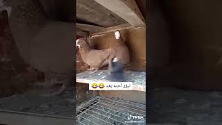 علاوي قرر يبزر