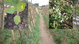 IMPOSSIBILITADO DE CUIDAR DA PLANTAÇÃO. COMEÇANDO A SURGIR OS PRIMEIROS PREJUÍZOS