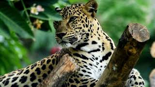 Leopards