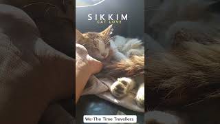 Cat Love : SIKKIM #cat #catvideo #youtubeshorts