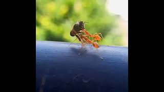 Ants carrying Bee #power #strong #fast