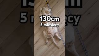 Długość psa Golden Retriever w pozycji leżącej 5 miesięcy 130cm #goldenretriever