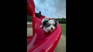 Ohhhh nooooooo #fyp#fail#dog#wow#funny #slidechallenge#dogchallenge